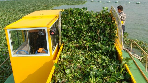 Water Hyacinth Collection Boat C516HL series